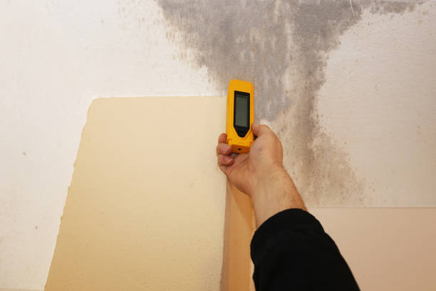 Professional Mold Removal in Dyersville, IA