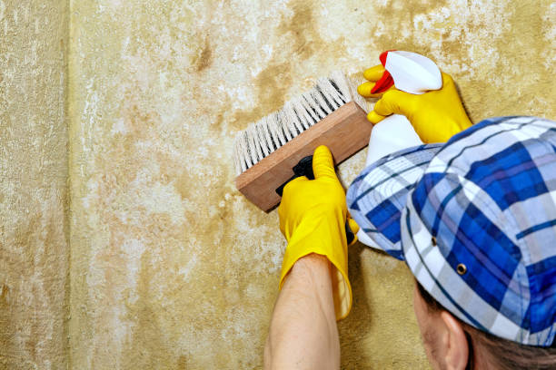 Best Comprehensive Air Testing for Mold Contaminants  in Dyersville, IA